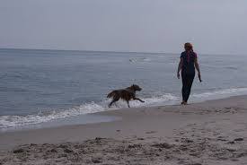 Kuźnica, Plaża Dla Psów